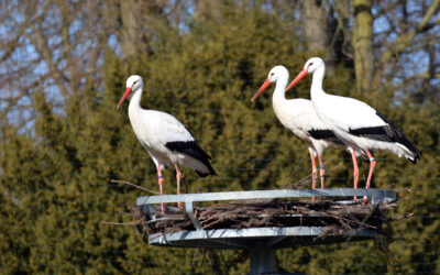 Der Storcherlebnispark
