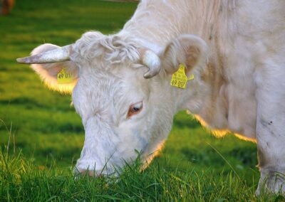 Massentierhaltung und Tierschutz